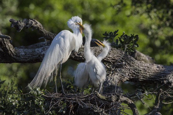 Great egret