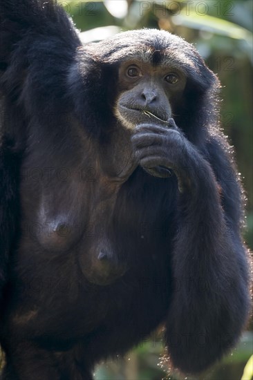 Siamang Gibbon