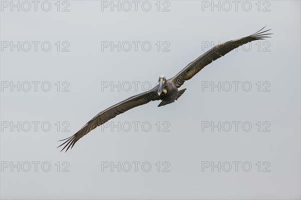 Brown Pelican