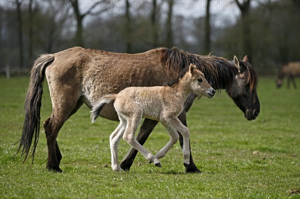 Wild Horse Duelmen