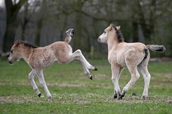 Wild Horse Duelmen