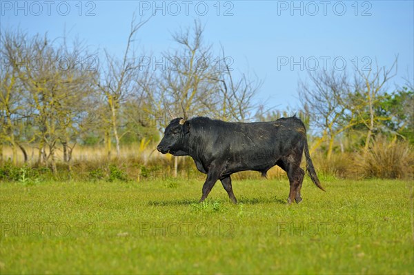 Domestic Cattle