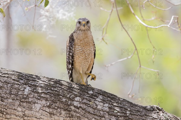 Red-shouldered hawk