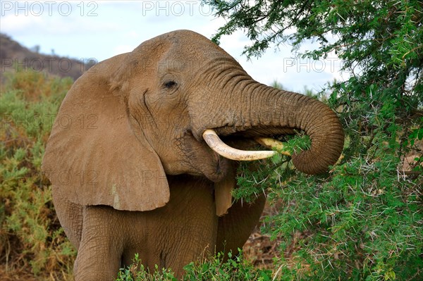 African elephant