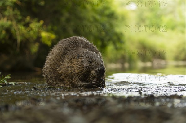 European beaver