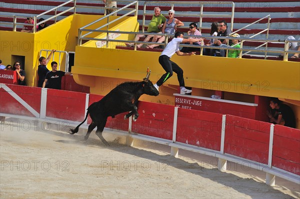 Bullfight