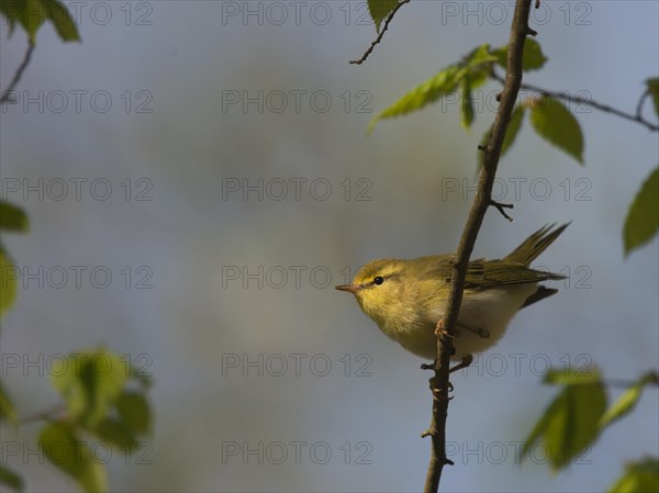 Wood warbler