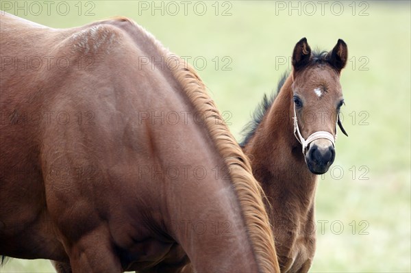 English thoroughbred horse