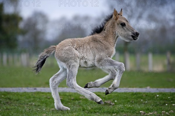 Wild Horse Duelmen