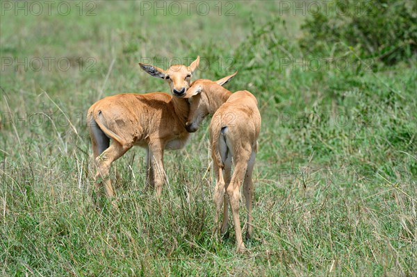 Topi calves greeting