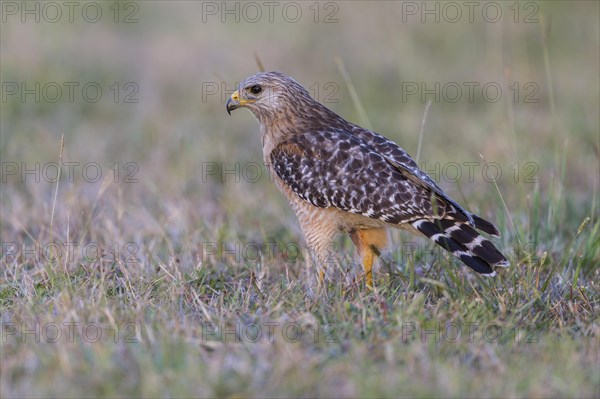 Red-shouldered hawk