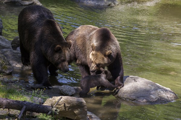 Brown bears