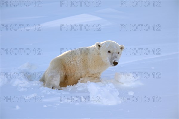 Polar bear