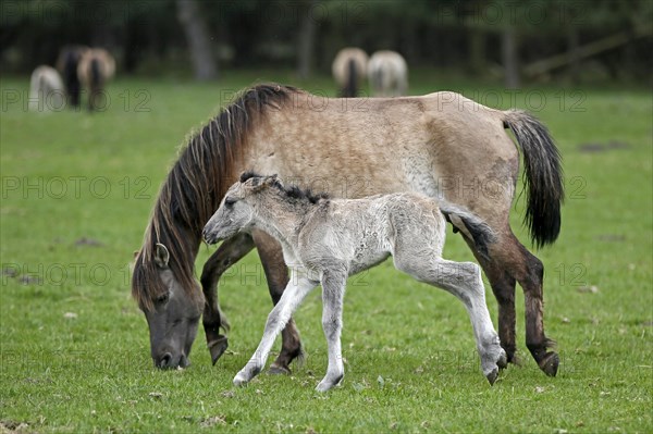 Wild Horse Duelmen