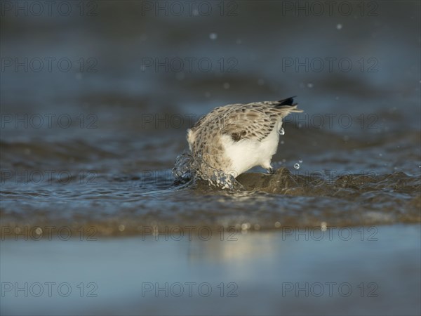 Sanderling