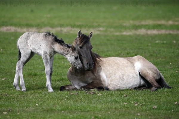 Wild Horse Duelmen