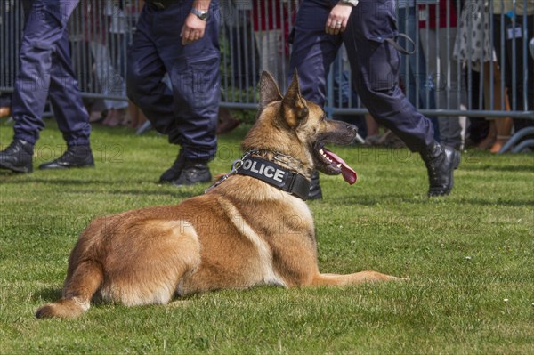 Malinois