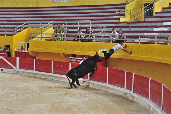 Bullfight