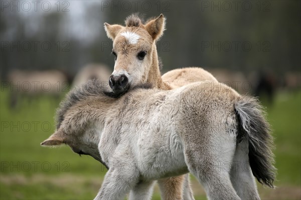 Wild Horse Duelmen