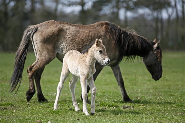 Wild Horse Duelmen