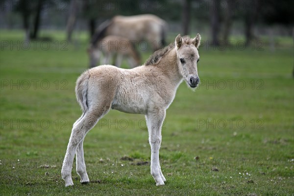 Wild Horse Duelmen