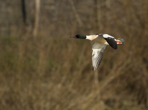 Common merganser