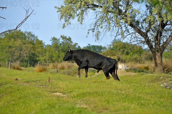 Domestic Cattle