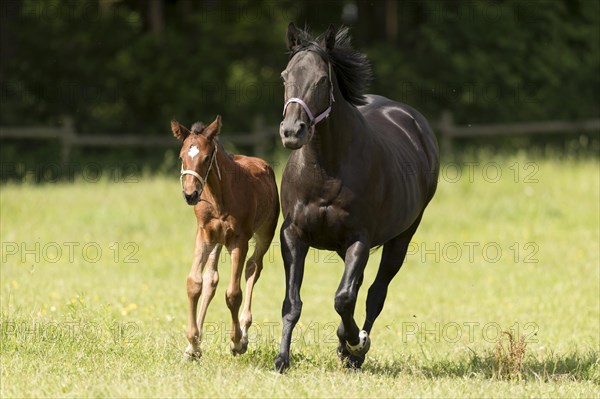 English thoroughbred