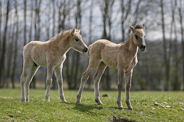 Wild Horse Duelmen