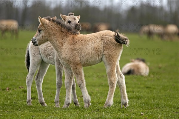 Wild Horse Duelmen