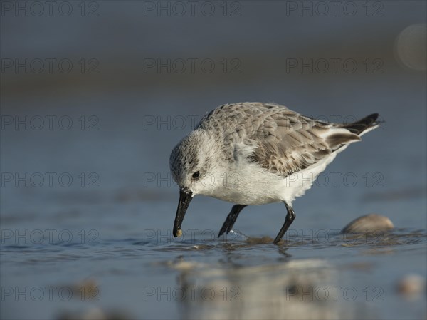 Sanderling