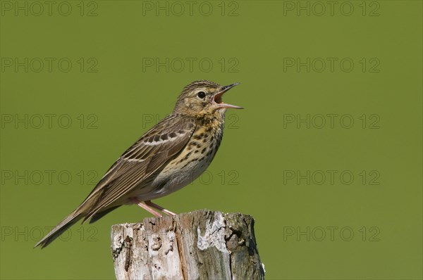 Tree pipit