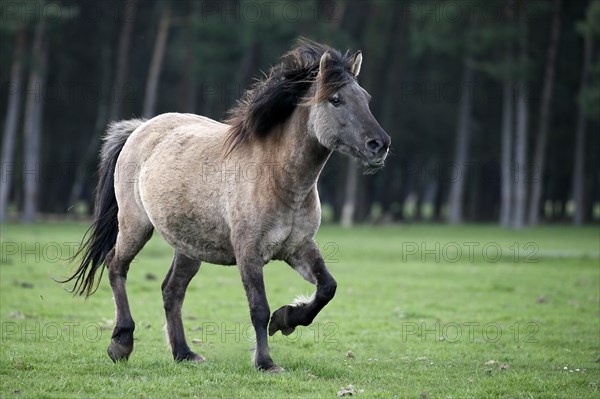 Wild Horse Duelmen