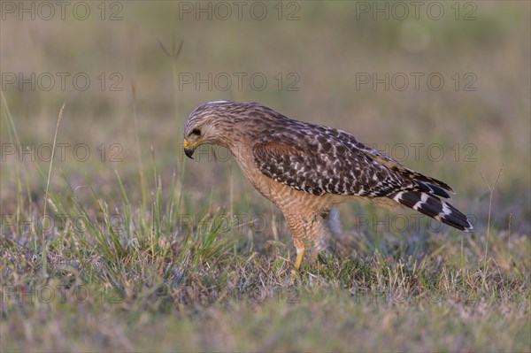 Red-shouldered hawk