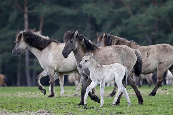 Wild Horse Duelmen