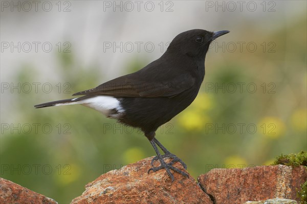 Black Wheatear