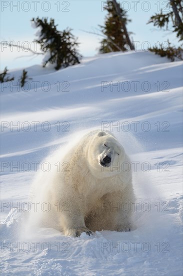 Polar bear