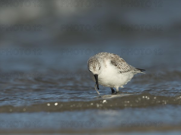 Sanderling