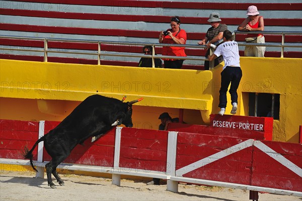 Bullfight