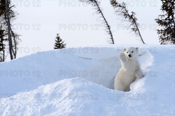 Polar bear