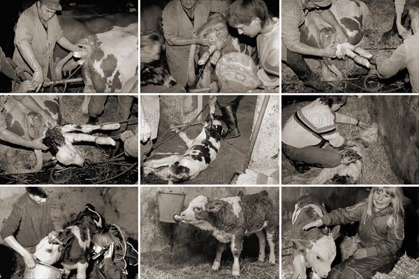 Birth of a calf in a cowshed