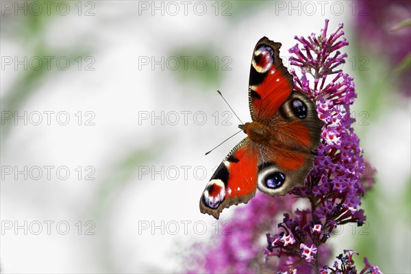 European peacock