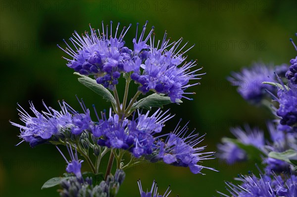 Flowering beard flower