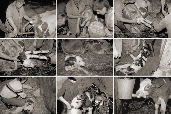 Birth of a calf in a cowshed