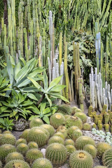 Cacti collection in the town garden of Ueberlingen on Lake Constance
