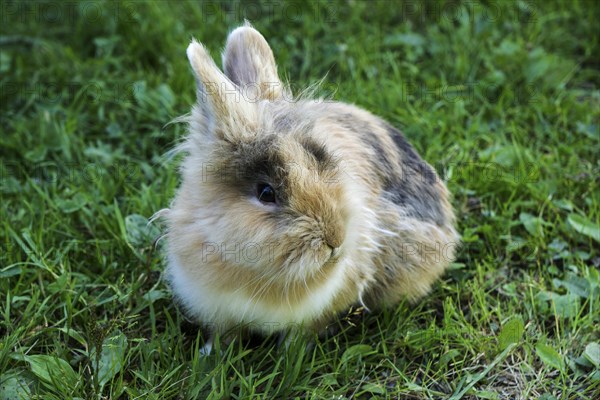 Pygmy rabbit