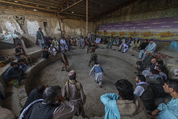 Traditional cockfight in Mazar-E-Sharif