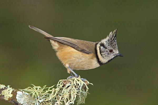 Crested Tit