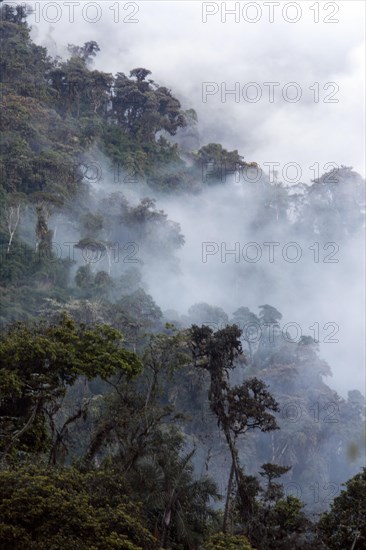 Cloud Forest