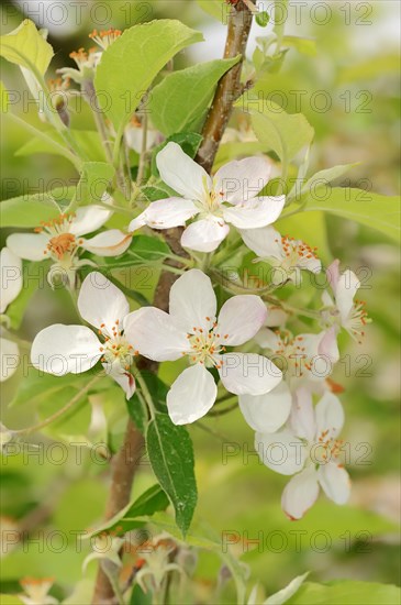 Apricots